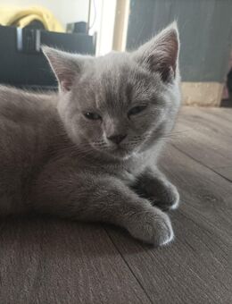 BKH Kitten Mädchen sucht noch ein zu Hause ab sofort. - Borken (Hessen)