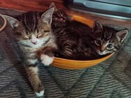 Katze Kater - Kitten suchen Zuhause - Gutenzell-Hürbel