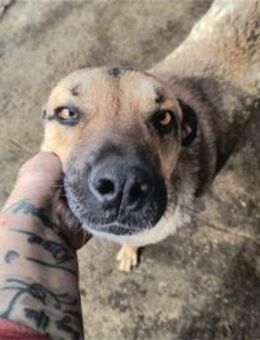 Archy - Pflegestelle oder Zuhause gesuch - Oberwies