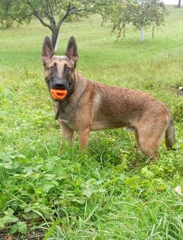 Mailo/belgischer Schäferhund - Zirndorf
