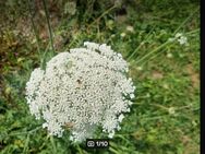 Wilde Möhre (Daucus carota) - Horgenzell