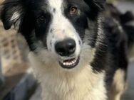 Cody sucht liebe Menschen - Neuhausen (Fildern)