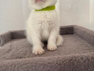 2 BKH-MIX Damen + 2 BKH-MIX Herren ❤️ - Riesa