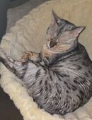 Reinrassige bengal Katze in 52511