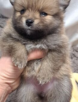 Zwergspitz pomeranian Welpen mini - Karlsruhe