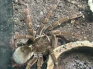 Theraphosa Stirmi mit Terrarium - Sulingen Zentrum