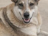 neugierige NIKA sucht sicheres Umfeld - Kallmünz