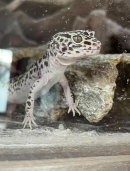 Leopardgecko weiblich - Probstzella
