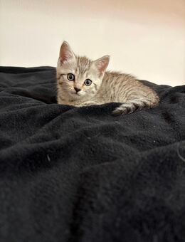 Bkh Kitten zu verkaufen!! In Ostfildern - Ostfildern