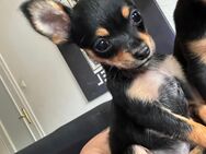 Chihuahua Welpen - Villingen-Schwenningen