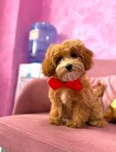 Maltipoo Toy 🐶✨ in 8303