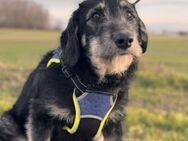 Mattes süßer Jungspund sucht seine Famil - Berlin