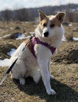 Nana - wartet seit 2 Jahren schon... - Blankenheim (Nordrhein-Westfalen)