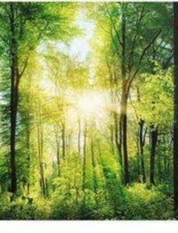 Reinders! Poster Sommerwald, (1 St)