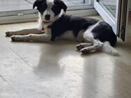 Bordercollie Junghund - Beckedorf