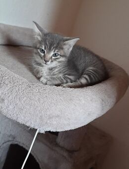 Handzahme Babykater abzugeben - Krauchenwies