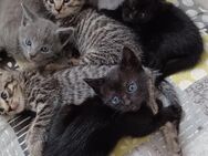 5 bezauberne Katzenbabys Bkh Mix - Uplengen