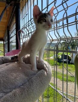 🌟Toller Babykater Findus🌟 - Eislingen (Fils)