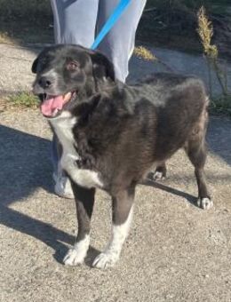 Freundlicher Tom sucht Anschluss - Schlitz