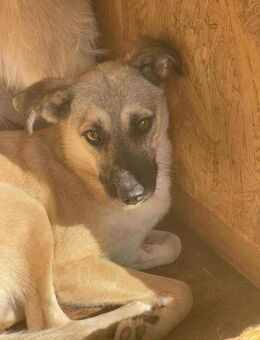 Hübsche ROSALIE sucht Familie - Neuberg