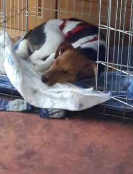Snoa 9 Monate Foxterrier Mix - Kassel