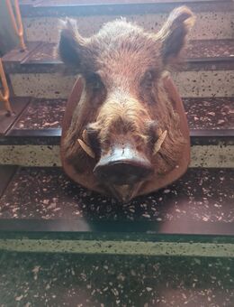 Wildschwein kopf - Knittlingen