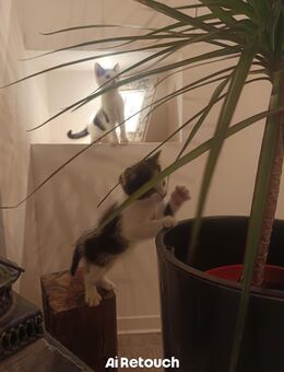 Mischlings-Kitten - Iserlohn