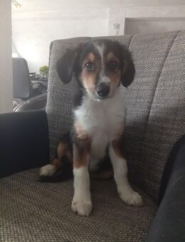 2 Border Collie suchen noch - Vorbeck