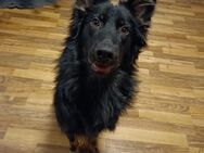 Liebevoller Altdeutscher Schäferhund sucht liebe volle Familie - Hof