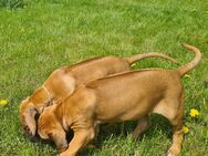 Rhodesian Ridgeback Welpen - Ummendorf (Sachsen-Anhalt)