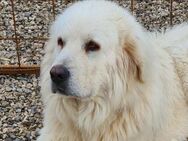 Cesare Augusto -Großer Name-Großer Hund- - Grevenbroich