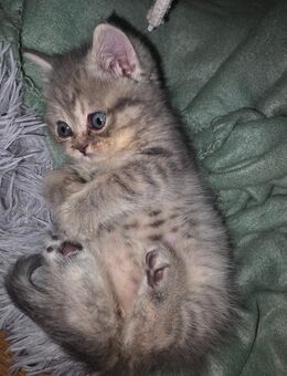 Bkh kitten reinrassig sucht neues zuhause für immer - Gelsenkirchen