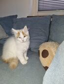 Marshmallow sucht ein schönes Zuhause in 78573