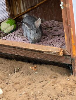 Kaninchen 🐰 🐇 Mixe Abzugeben - Verl