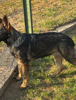 DSH Hündin, 6 Monate sucht ihr Für-Immer-Zuhause - Westerburg