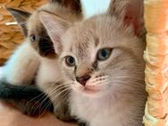 Bengal Devon Rex Kitten - einfach traumhaft! Noch 2 Kitten auf der Suche nach liebevollem Zuhause - Rosengarten (Niedersachsen)