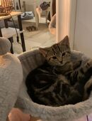 2 Süße Kätzchen männlich und d weiblich gemischte Rasse in 10247