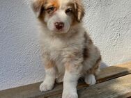 Wunderschöne Australian Shepherd Welpen - Bachhagel