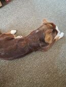 Australien Shepherd Mini 6 Monate in 14947