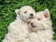 Maltipoo Welpen - Friedrichshafen