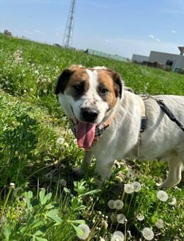 Elsa tolle verträgliche Hündin - Hüllhorst