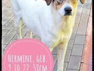 Hermine - schüchtern und lieb - Gelenau (Erzgebirge)