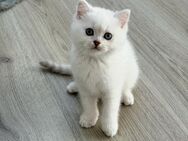 BKH Kitten mit Stammbaum in silver-shaded-point - Menden (Sauerland)