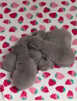 Britisch-Kurzhaar Kitten – zu verkaufen 🐾✨ - Dortmund