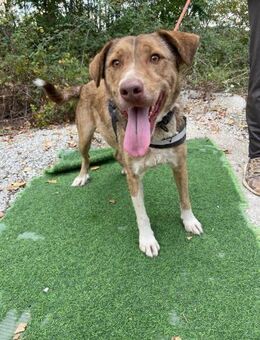 Pongo der Sonnenschein im Shelter - Berlin