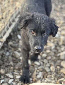 Nemo möchte endlich ankommen - Celle