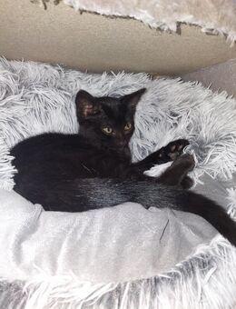 schwarze weibliche babykatze 14 Wochen alt - Tettnang