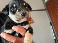 Imani sucht ein eigenes Körbchen - Celle