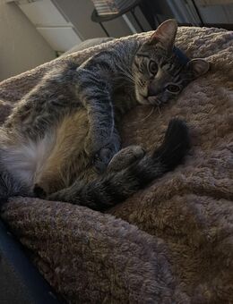 Getigertes Katzen Weibchen Abzugeben - Bad Oldesloe