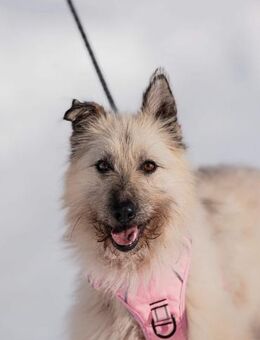 Wuschelige Schönheit Kaya - Süderholz